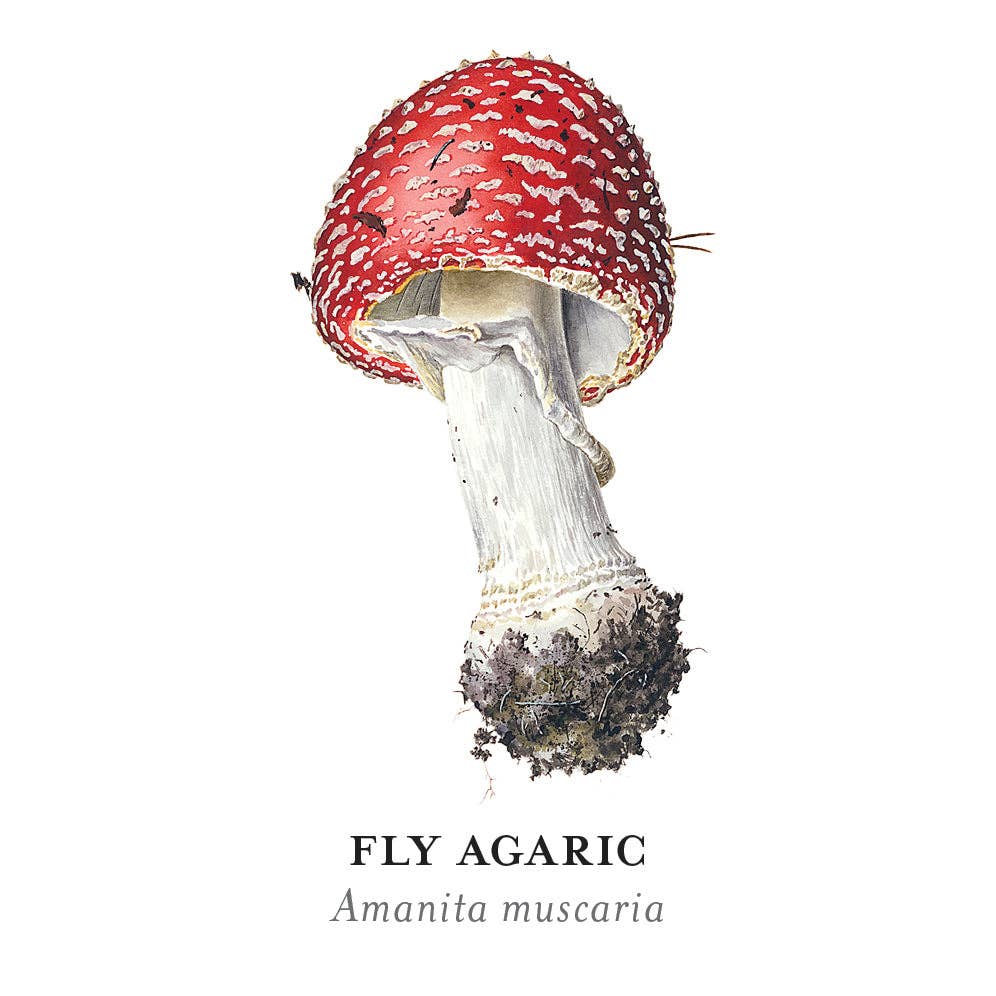 Mushrooms Memory Game by Alexander Viazmensky