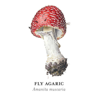 Mushrooms Memory Game by Alexander Viazmensky