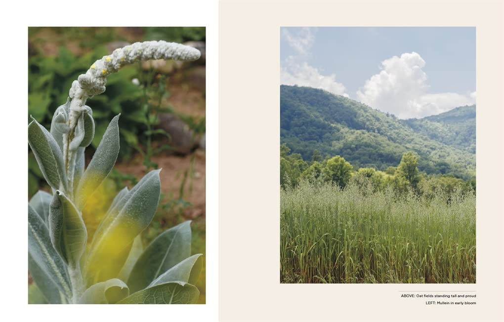 Plants For the People: A Modern Guide to Plant Medicine by Erin Lovell Verinder, Georgia Blackie (Photographer)