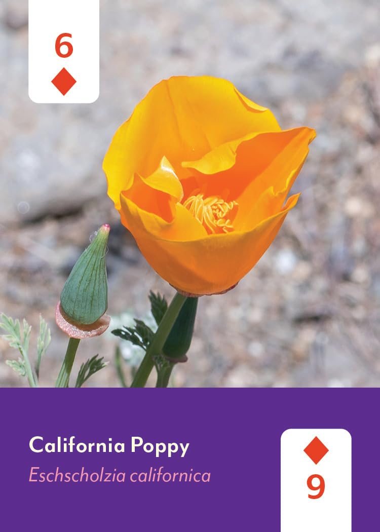 Pacific Northwest Wildflowers Deck: 52 Playing Cards