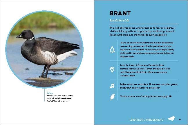 Birds of the Oregon Coast by Sarah Swanson