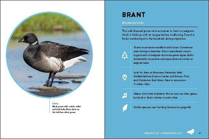 Birds of the Oregon Coast by Sarah Swanson