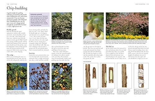 How to Propagate 375 Plants: A Practical Guide to Propagating Your Own Flowers, Foliage Plants, Trees, Shrubs, Climbers, Wet-Loving Plants, Bog and Water Plants, Vegetables and Herbs by Richard Rosenfeld