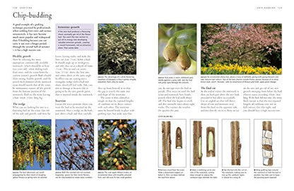 How to Propagate 375 Plants: A Practical Guide to Propagating Your Own Flowers, Foliage Plants, Trees, Shrubs, Climbers, Wet-Loving Plants, Bog and Water Plants, Vegetables and Herbs by Richard Rosenfeld