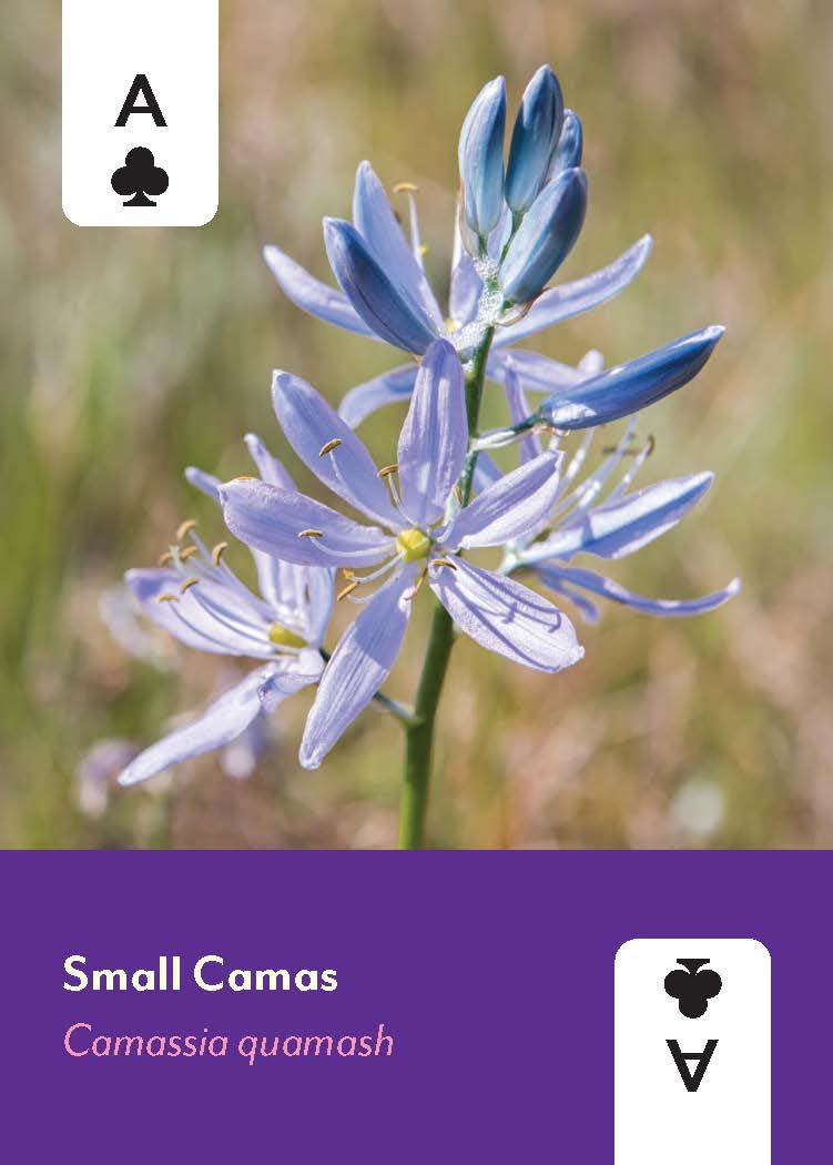 Pacific Northwest Wildflowers Deck: 52 Playing Cards