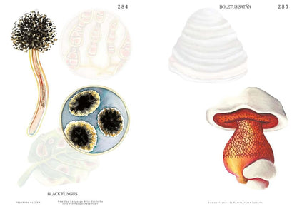 Let's Become Fungal!: Mycelium Teachings and the Arts: Based on Conversations with Indigenous Wisdom Keepers, Artists, Curators, Feminists and Mycolog