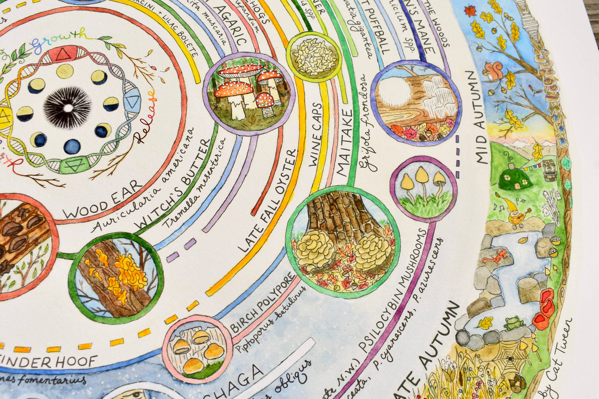 Mushroom Foraging Calendar | Edible & Medicinal Fungi Guide