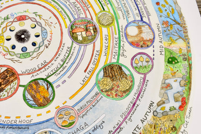 Mushroom Foraging Calendar | Edible & Medicinal Fungi Guide