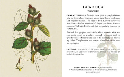 Herbs and Medicinal Plants: The Academy of Natural Sciences Knowledge Cards