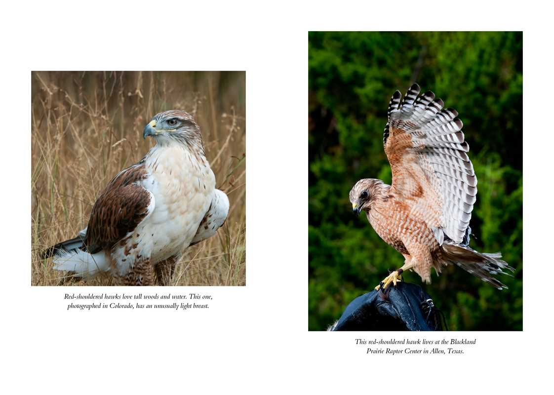 The Hawk's Way: Encounters with Fierce Beauty: Encounters with Fierce Beauty