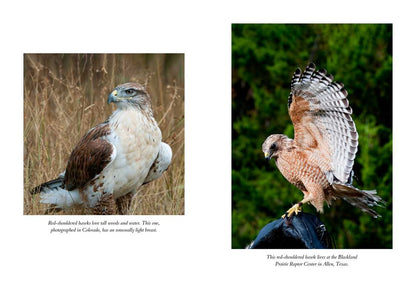 The Hawk's Way: Encounters with Fierce Beauty: Encounters with Fierce Beauty