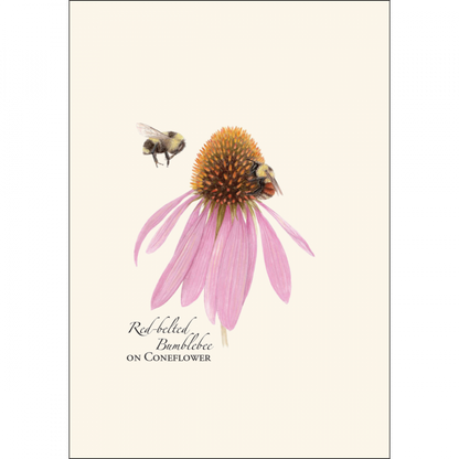 Bumblebee Assortment Notecard Set