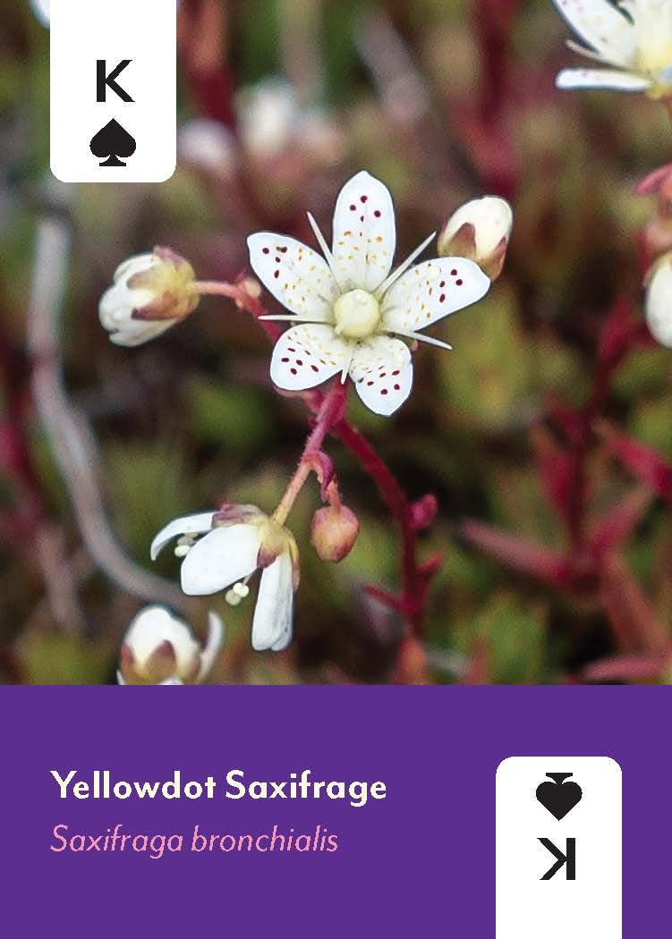 Pacific Northwest Wildflowers Deck: 52 Playing Cards