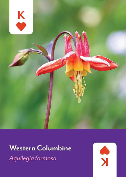 Pacific Northwest Wildflowers Deck: 52 Playing Cards