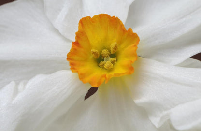 Daffodils: Beautiful Varieties for Home and Garden
