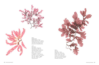 Seaweed: Foraging, Collecting, Pressing