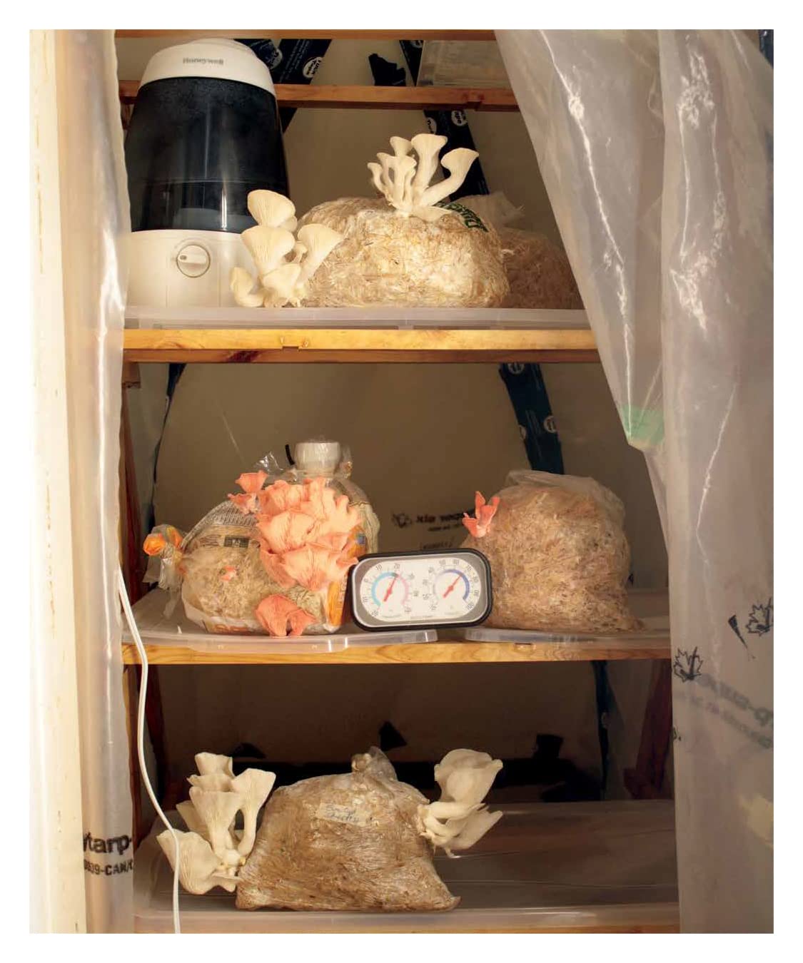 DIY Mushroom Cultivation: Growing Mushrooms at Home for Food, Medicine, and Soil: Growing Mushrooms at Home for Food, Medicine, and Soil