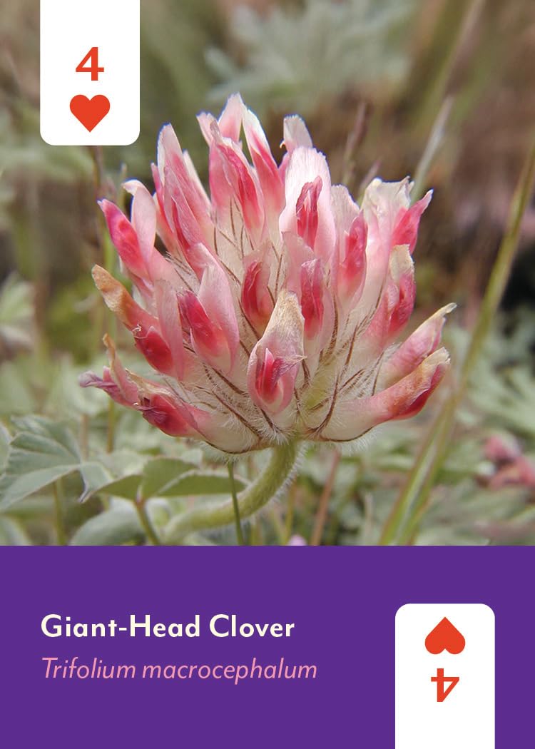 Pacific Northwest Wildflowers Deck: 52 Playing Cards