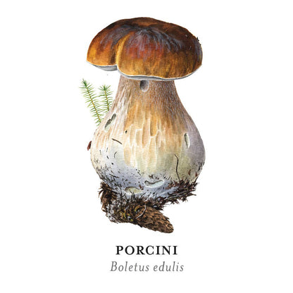 Mushrooms Memory Game by Alexander Viazmensky