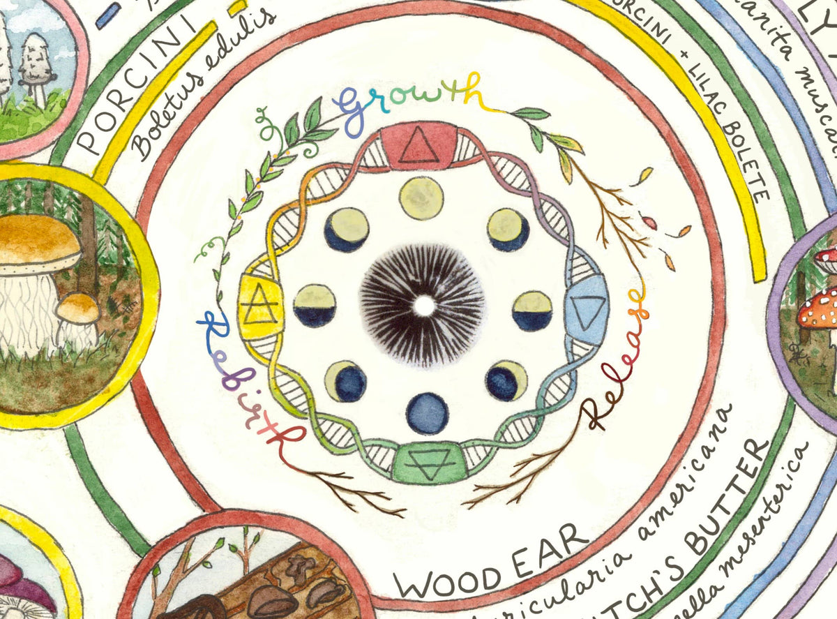 Mushroom Foraging Calendar | Edible & Medicinal Fungi Guide