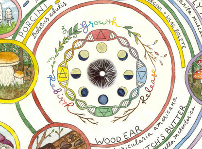 Mushroom Foraging Calendar | Edible & Medicinal Fungi Guide