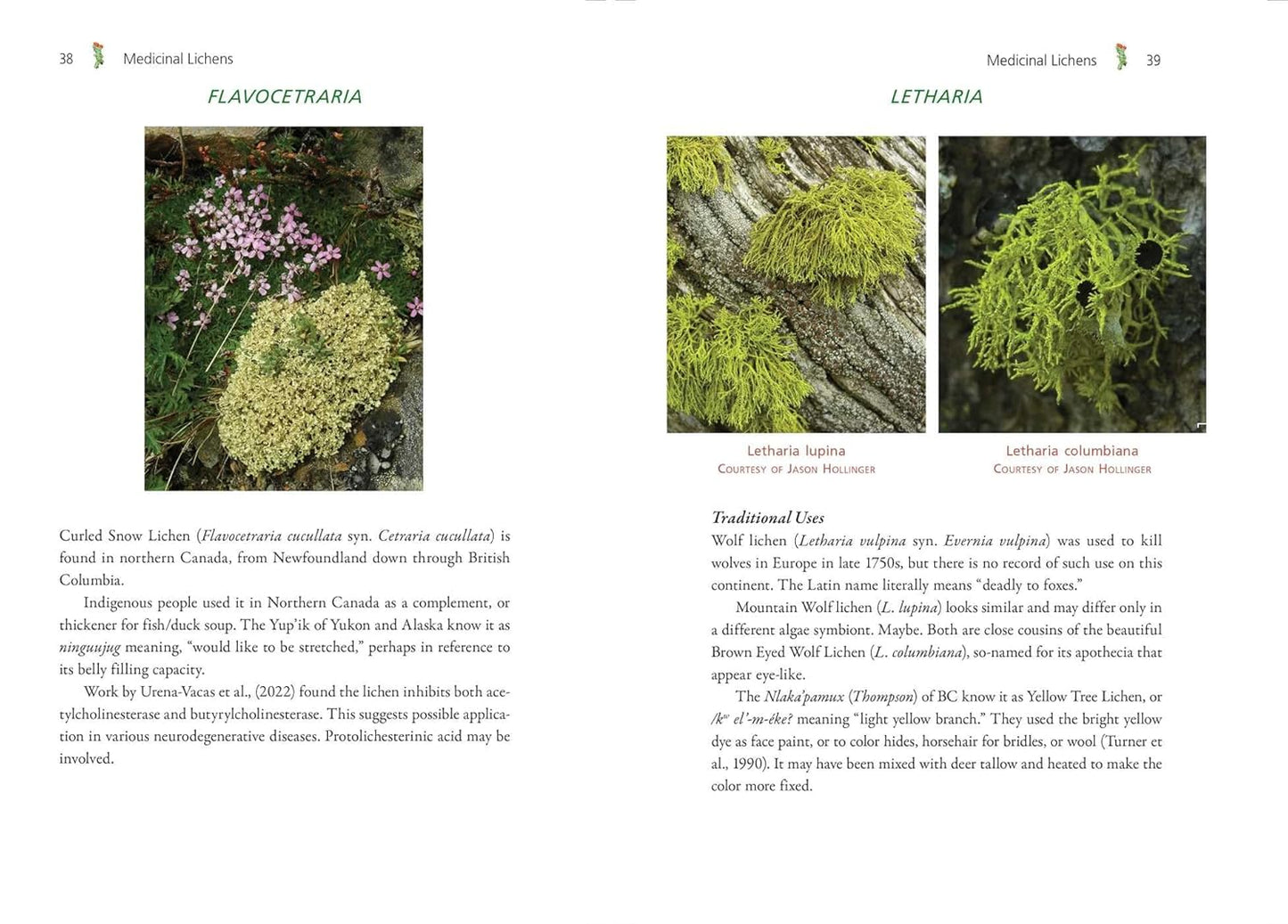 Medicinal Lichens: Indigenous Wisdom and Modern Pharmacology: Indigenous Wisdom and Modern Pharmacology by Robert Dale Rogers