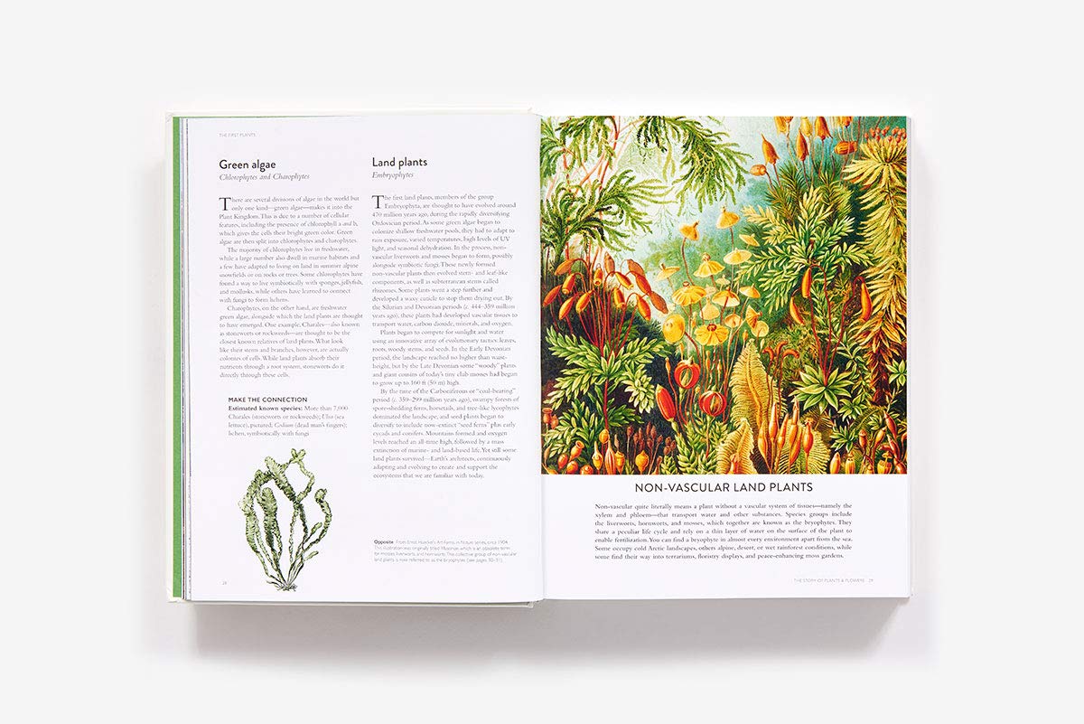 The Botanical Bible: Plants, Flowers, Art, Recipes & Other Home Uses: Plants, Flowers, Art, Recipes & Other Home Uses