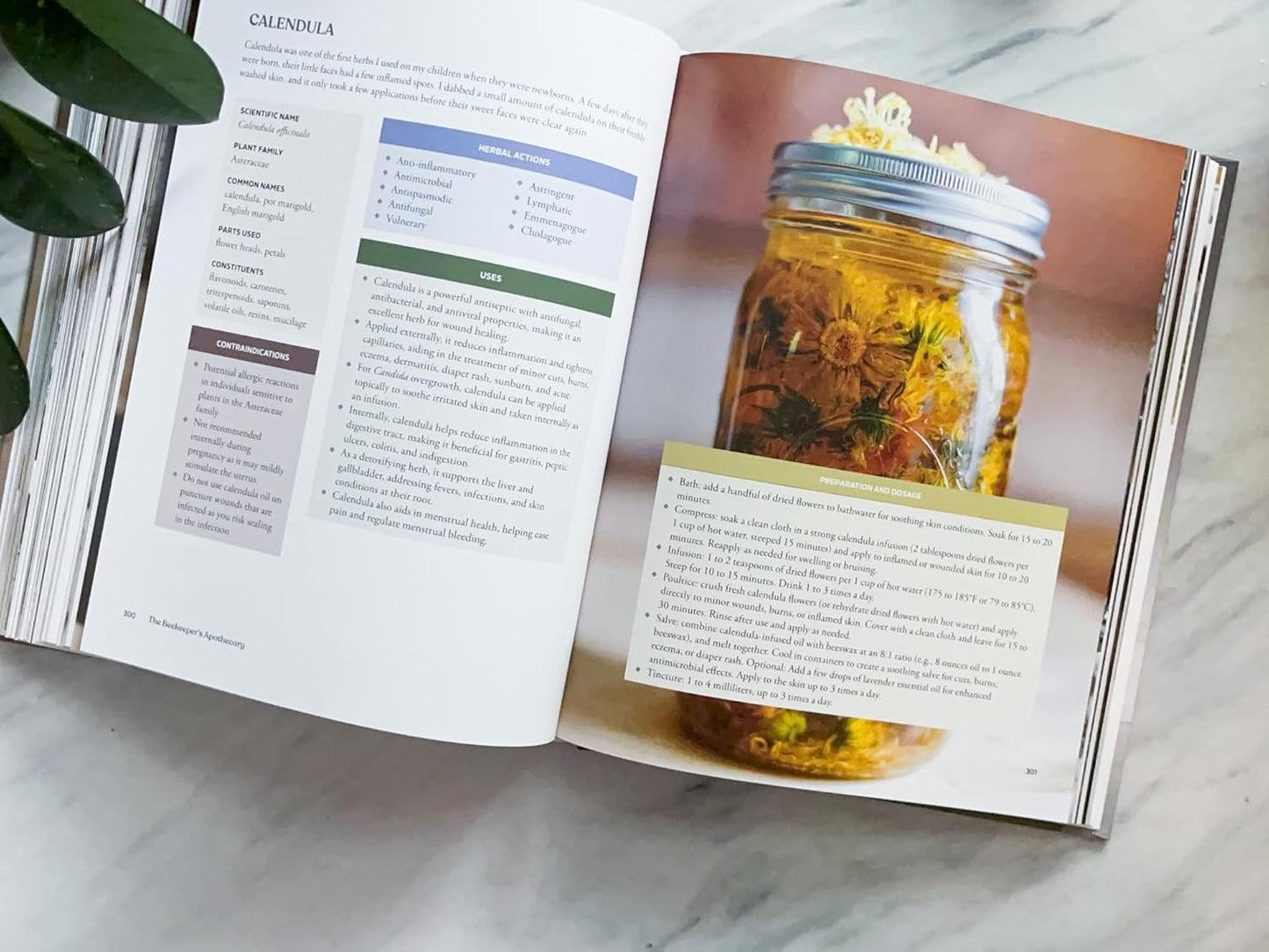 The Beekeeper's Apothecary: A Foundational Guide for Becoming Your Own Herbalist by Kaylee Richardson
