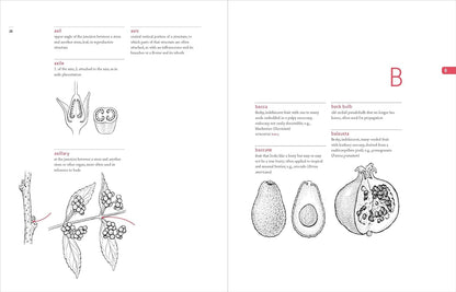 A Botanist's Vocabulary: 1300 Terms Explained and Illustrated