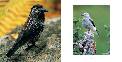 Bird Brains: The Intelligence of Crows, Ravens, Magpies, and Jays: The Intelligence of Crows, Ravens, Magpies, and Jays