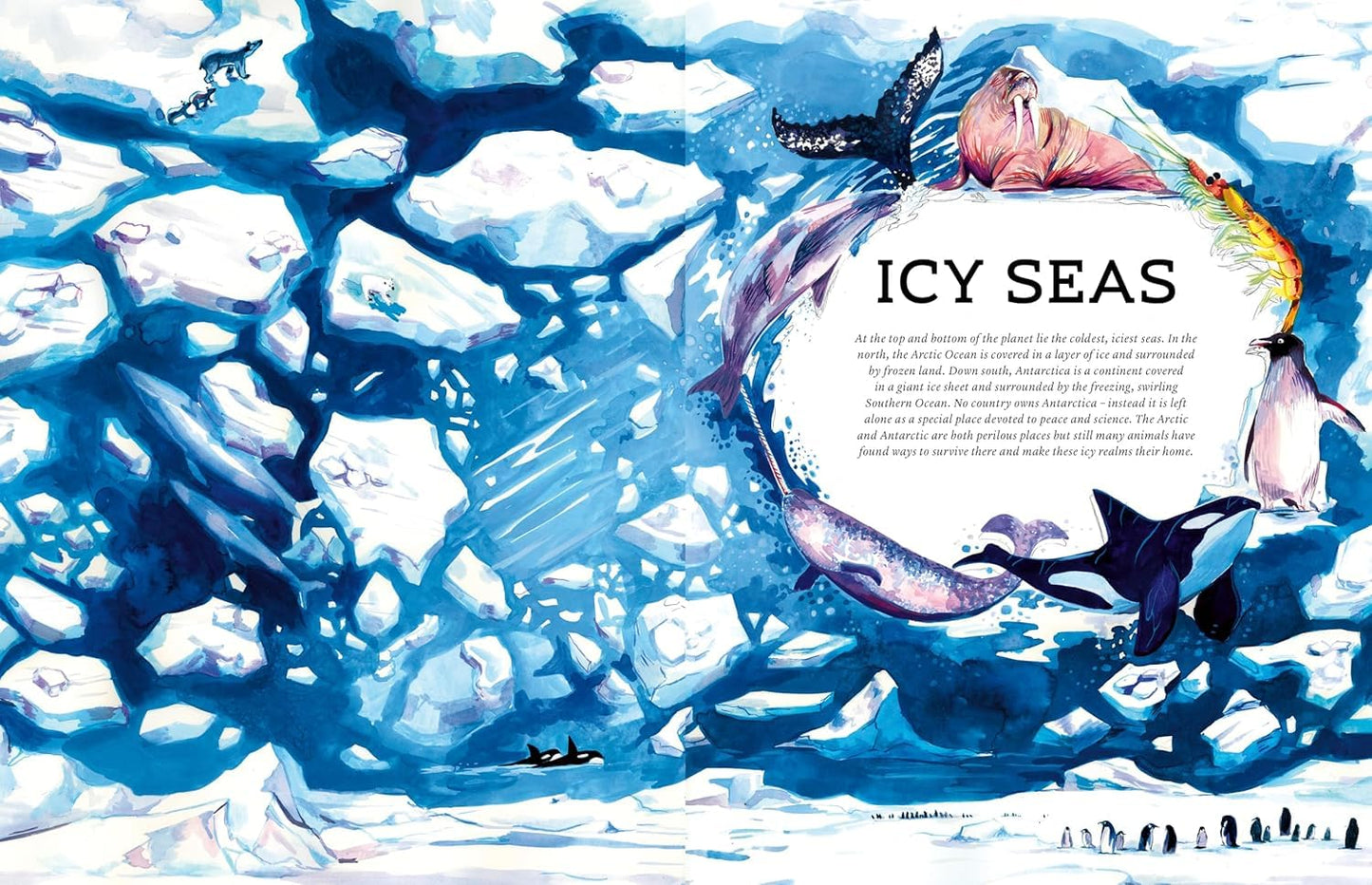Oceanopedia: An Encyclopedia of Marine Creatures