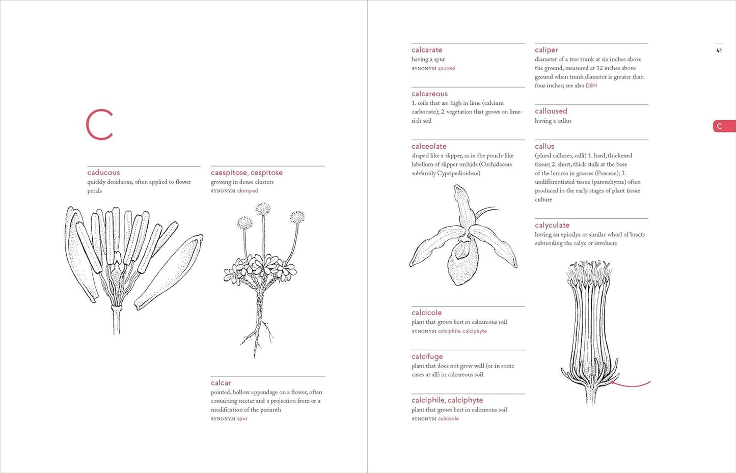 A Botanist's Vocabulary: 1300 Terms Explained and Illustrated