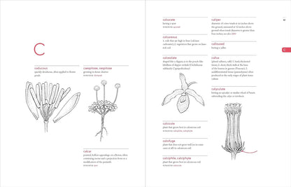 A Botanist's Vocabulary: 1300 Terms Explained and Illustrated