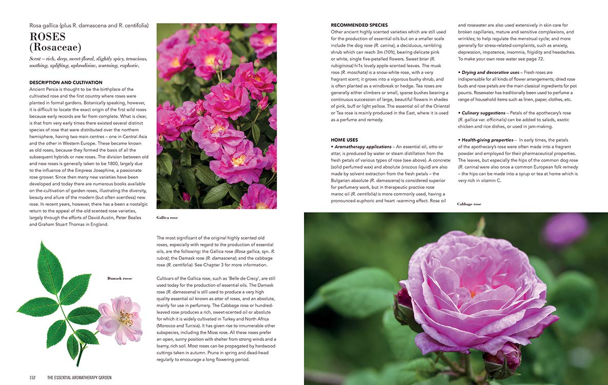 Essential Aromatherapy Garden: Growing and Using Scented Plants and Herbs by Julia Lawless