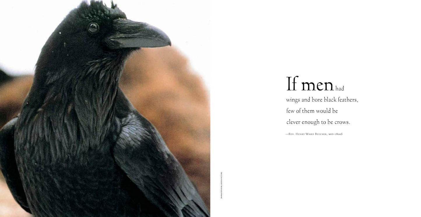Bird Brains: The Intelligence of Crows, Ravens, Magpies, and Jays: The Intelligence of Crows, Ravens, Magpies, and Jays