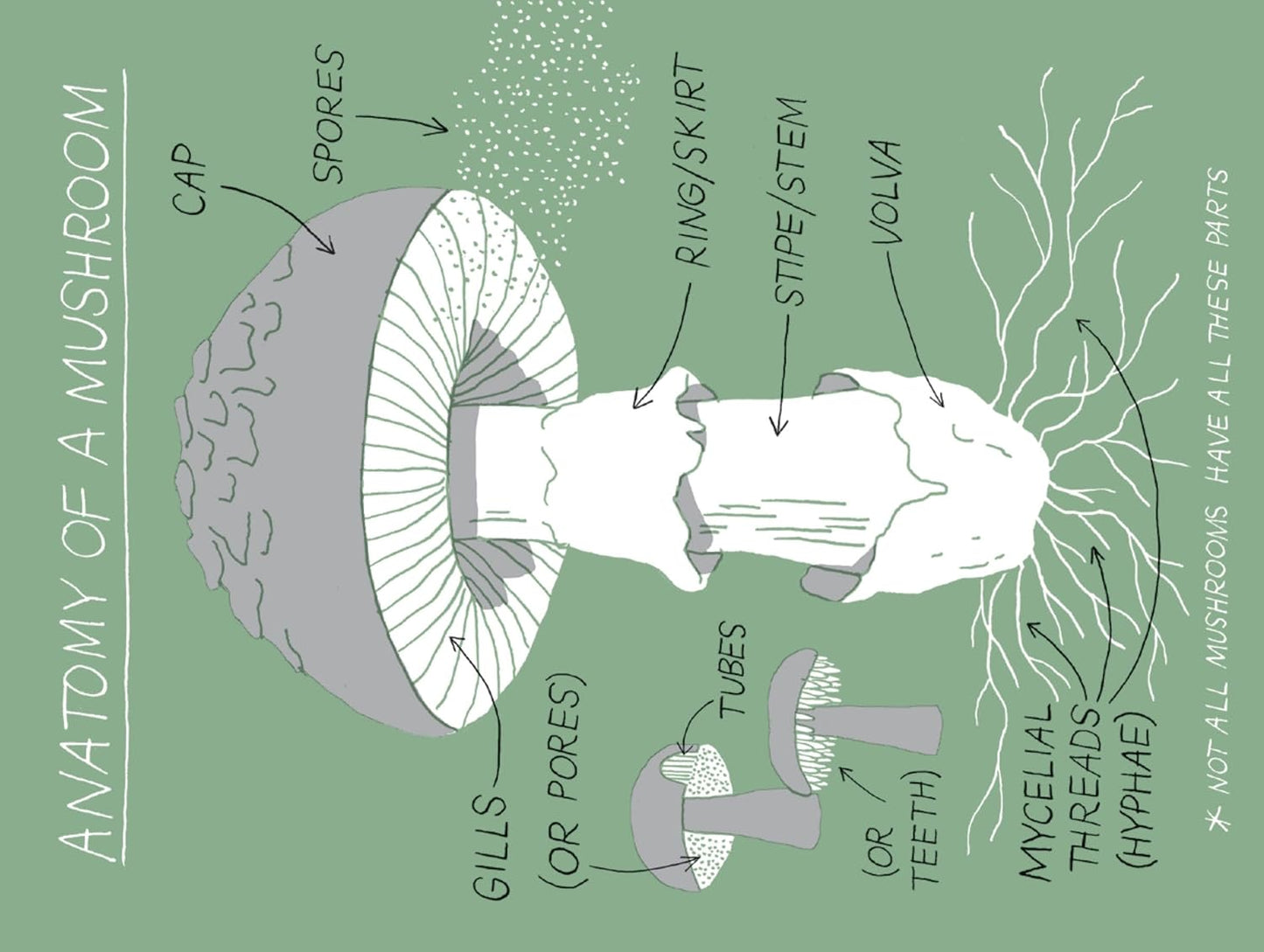 Pocket Nature: Mushroom Hunting: Forage for Fungi and Connect with the Earth: Forage for Fungi and Connect with the Earth