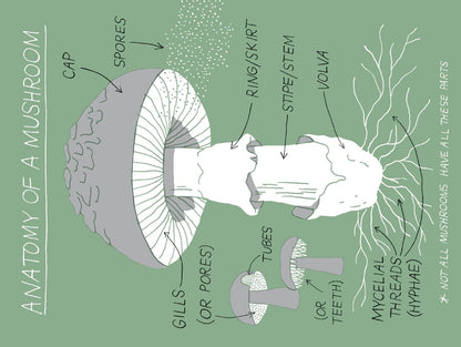 Pocket Nature: Mushroom Hunting: Forage for Fungi and Connect with the Earth: Forage for Fungi and Connect with the Earth