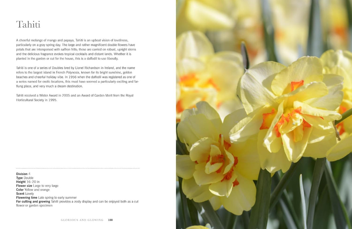Daffodils: Beautiful Varieties for Home and Garden