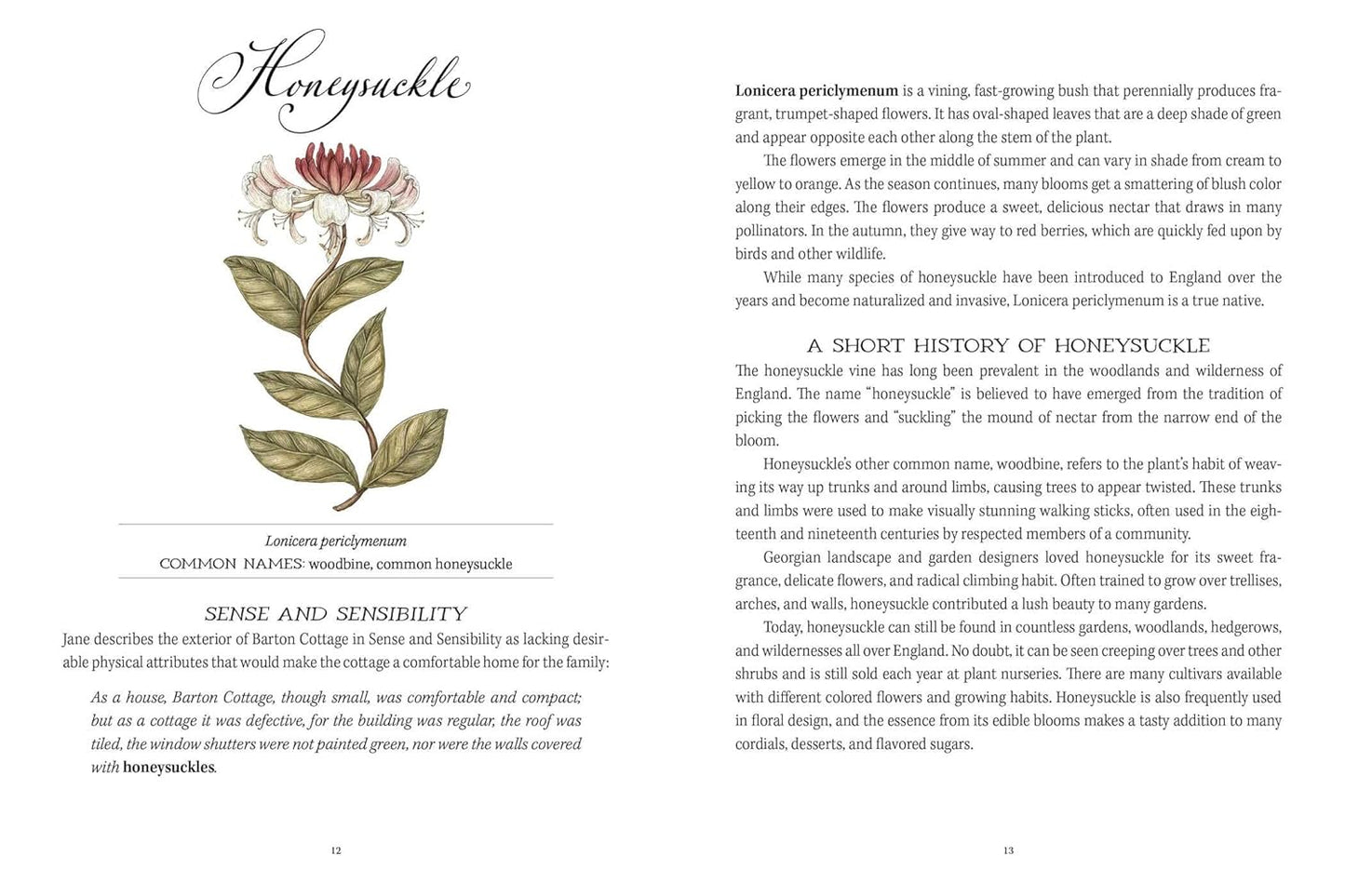 Jane Austen's Garden: A Botanical Tour of the Classic Novels by Molly Williams