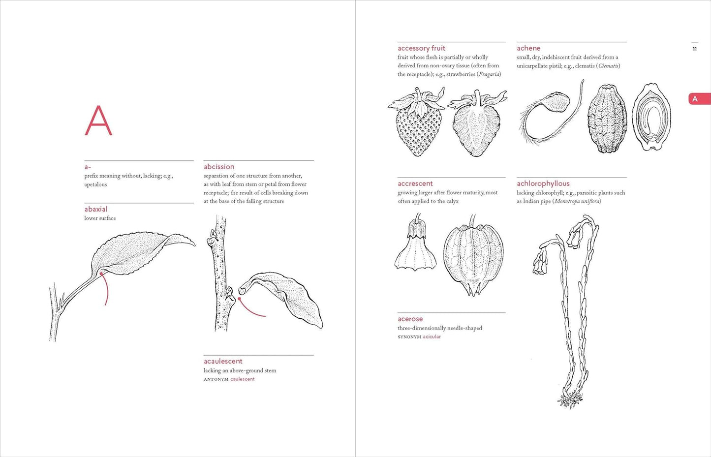 A Botanist's Vocabulary: 1300 Terms Explained and Illustrated
