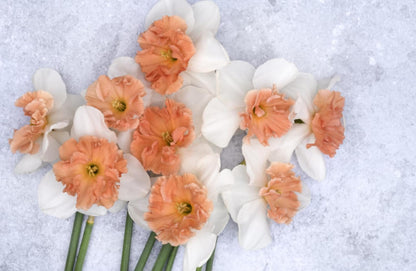 Daffodils: Beautiful Varieties for Home and Garden