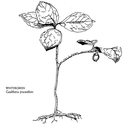 Native Harvests: American Indian Wild Foods and Recipes
