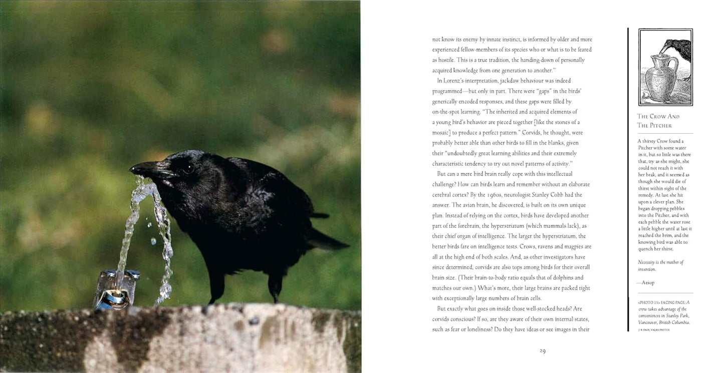 Bird Brains: The Intelligence of Crows, Ravens, Magpies, and Jays: The Intelligence of Crows, Ravens, Magpies, and Jays