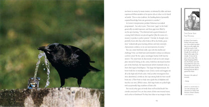 Bird Brains: The Intelligence of Crows, Ravens, Magpies, and Jays: The Intelligence of Crows, Ravens, Magpies, and Jays