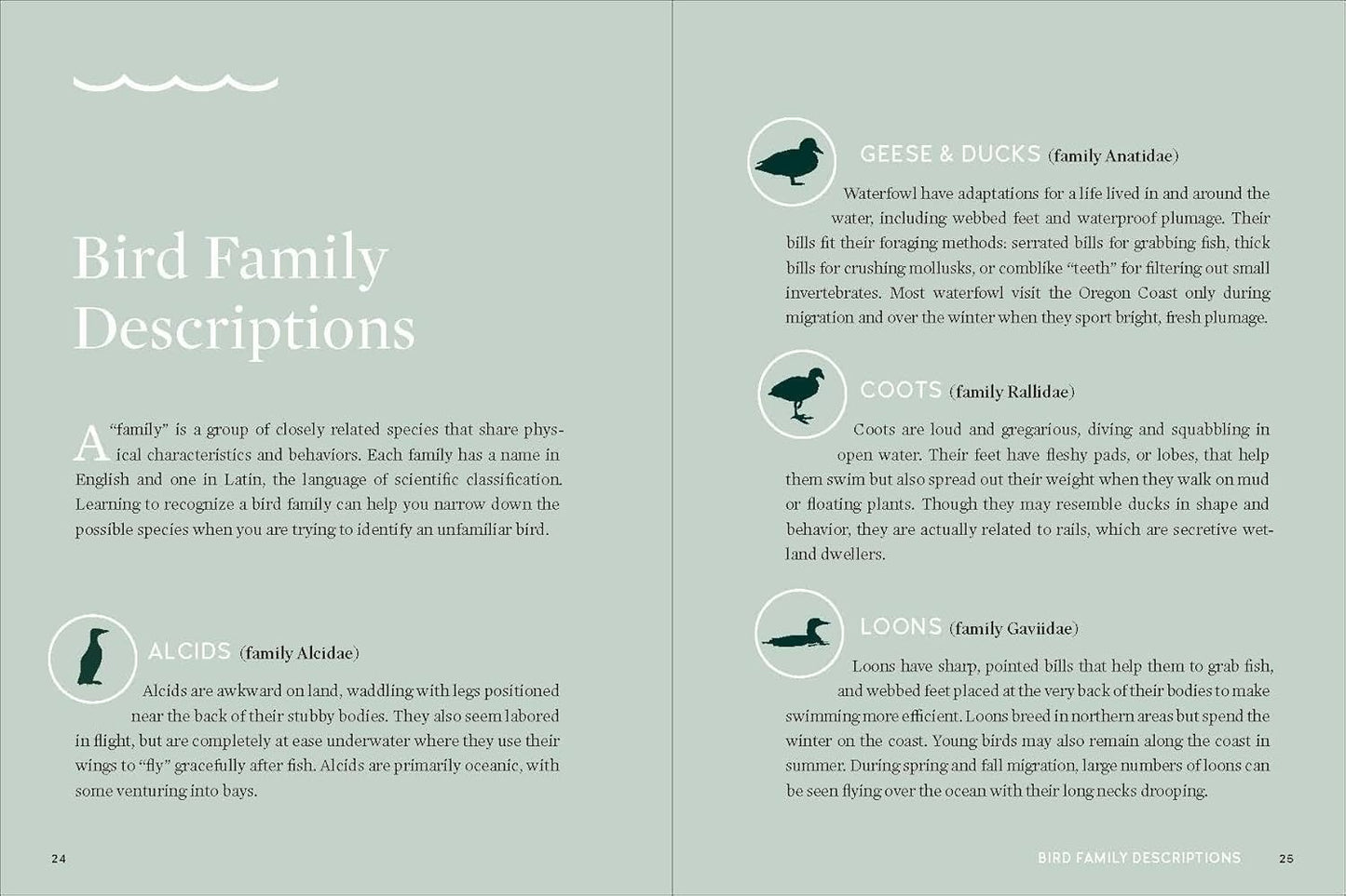 Birds of the Oregon Coast by Sarah Swanson