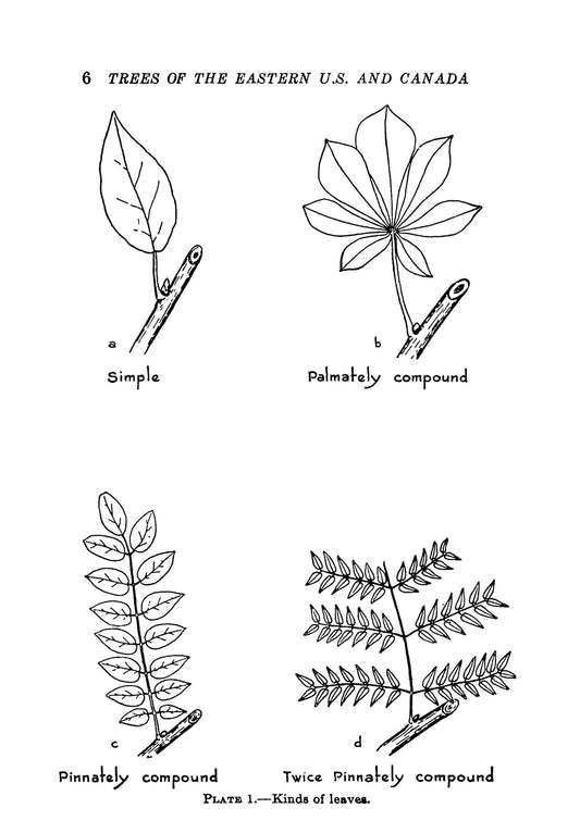 Trees of the Eastern and Central United States and Canada: The Identification, Habits, Distribution, Woodlore and Uses of Conifers and Hardwoods, Both