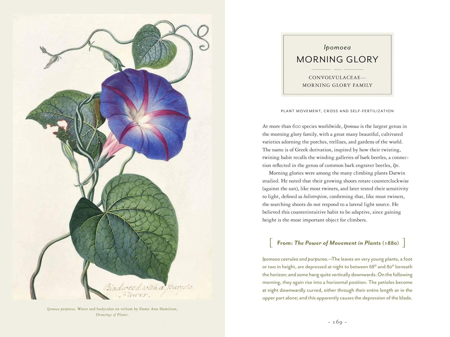 Darwin and the Art of Botany: Observations on the Curious World of Plants: Observations on the Curious World of Plants