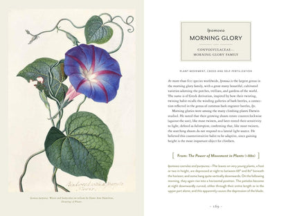 Darwin and the Art of Botany: Observations on the Curious World of Plants: Observations on the Curious World of Plants