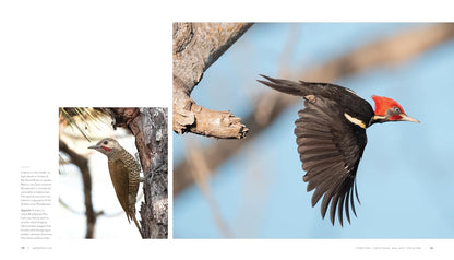 Woodpecker: A Year in the Life of North American Woodpeckers