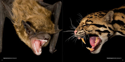 The Photo Ark: One Man's Quest to Document the World's Animals (National Geographic)